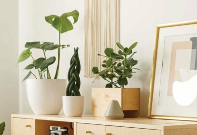 Plantas na decoração