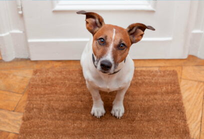 Saiba tudo sobre cachorros para apartamento